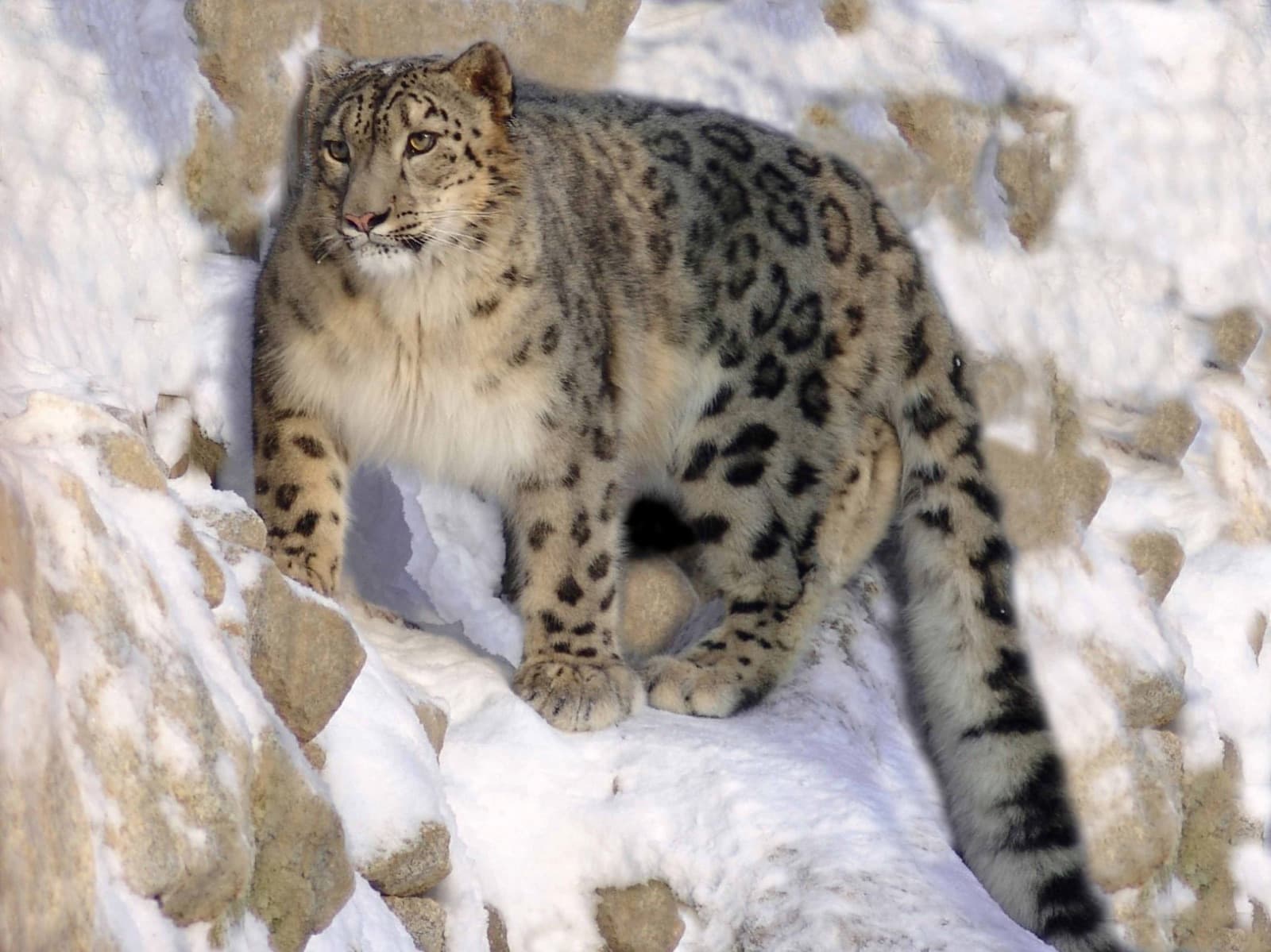 Snowlion Tours